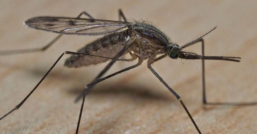 This is life |  Mosquitoes are highly resistant to insecticides identified in Asia